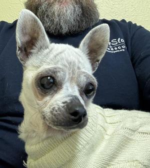 Edna the Spicy Chi TX, Chihuahua, senior, available for adoption