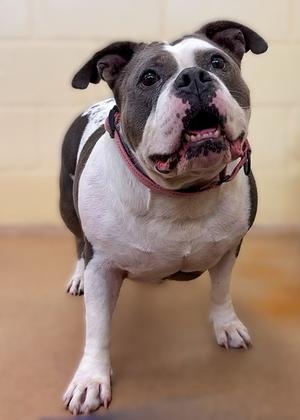 Jade, Mixed Breed, senior, available for adoption