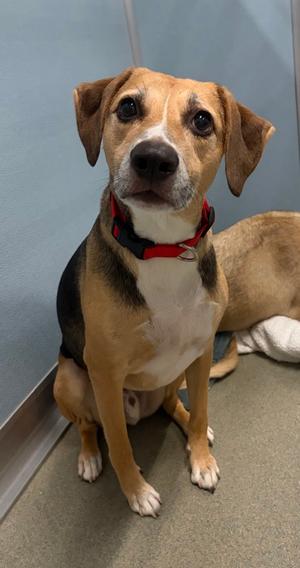 Gopher, Mixed Breed, adult, available for adoption