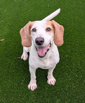 Draco, Mixed Breed, adult, available for adoption
