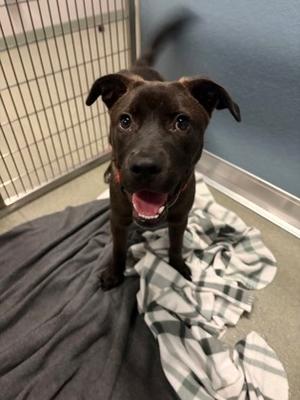 Cincinnati, Mixed Breed, young, available for adoption