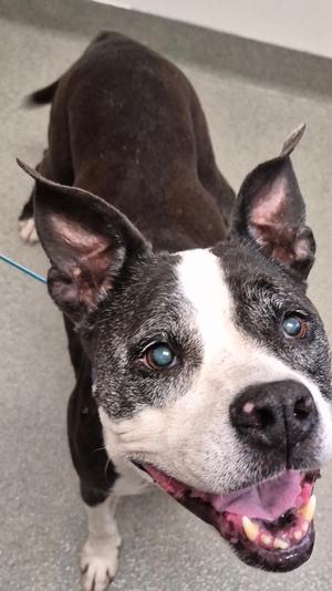Babushka, Mixed Breed, senior, available for adoption