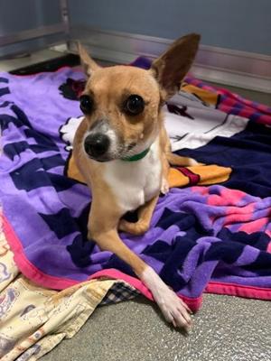 Fiorello, Rat Terrier Mix, adult, available for adoption