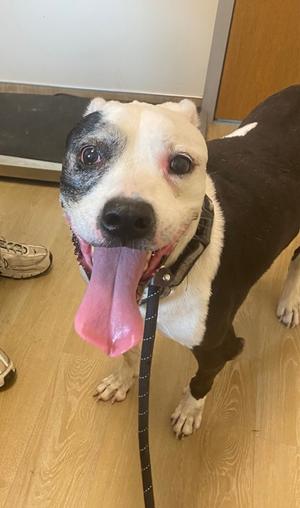 Zeus, Mixed Breed, senior, available for adoption