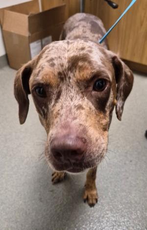 Guppy, Mixed Breed, adult, available for adoption