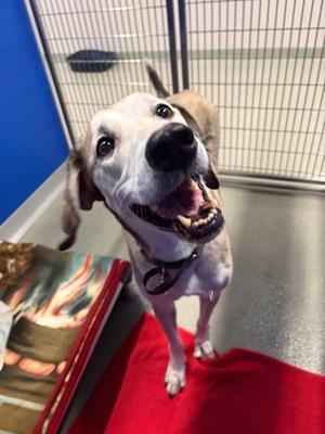 Mollie, Mixed Breed, senior, available for adoption