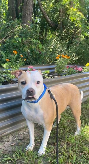 Archie, Mixed Breed, adult, available for adoption