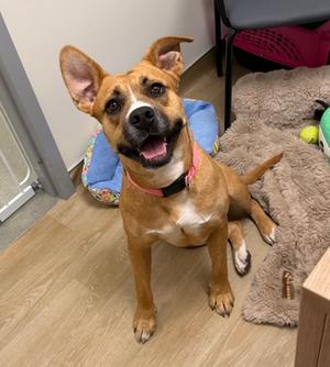 Little Bit, Mixed Breed, adult, available for adoption