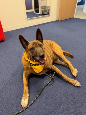 Remi, Mixed Breed, senior, available for adoption