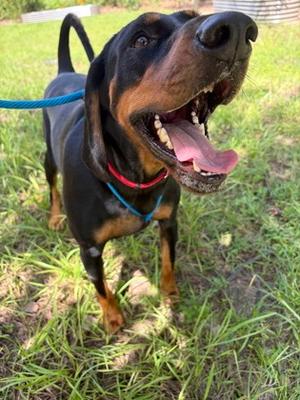 Tan, Bloodhound Mix, adult, available for adoption