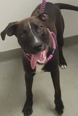 A black dog with a pink collar and a white patch on its chest, standing on a gray floor.