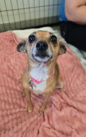 Dahlia, Rat Terrier Mix, senior, available for adoption