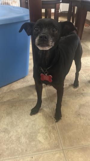 Pedro, Mixed Breed, senior, available for adoption