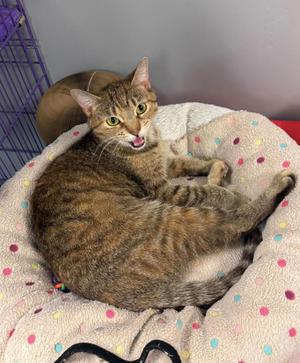 Ariah, adult, available for adoption