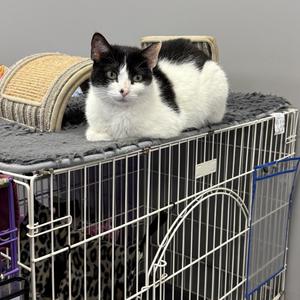Molly, adult, available for adoption