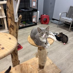Nehko, adult, available for adoption