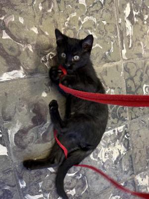 Fletcher Ford, kitten, available for adoption