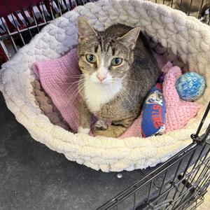 Lorraine, adult, available for adoption