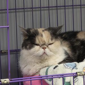 A fluffy cat with closed eyes lying down in a cage.