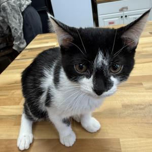 Gray, kitten, available for adoption