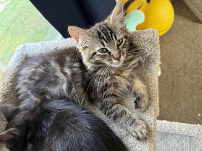 Hazel, kitten, available for adoption