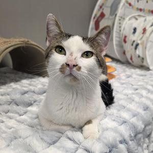 A white and brown cat with green eyes looking directly at the camera, sitting on a textured blanket.