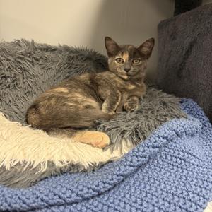 Kazoo, kitten, available for adoption