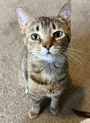 Alicia, young, available for adoption