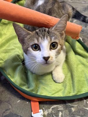 Layaway, kitten, available for adoption