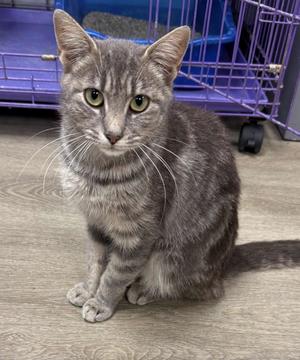 Octavia, adult, available for adoption
