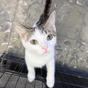 Namaari, kitten, available for adoption