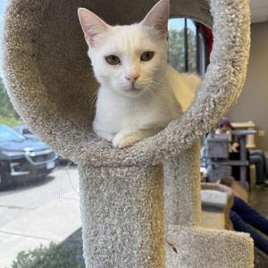 Magnolia, young, available for adoption