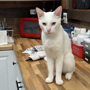 Polar, adult, available for adoption