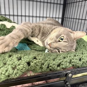 Leo, adult, available for adoption