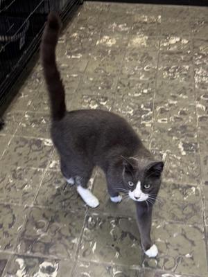 A gray and white cat walking on a tiled floor.