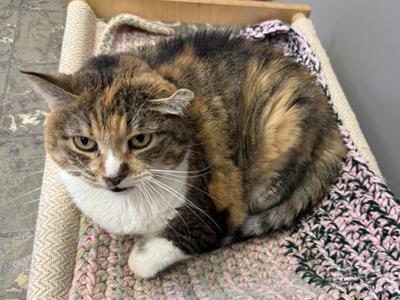 Princess Pretty Pickles, adult, available for adoption
