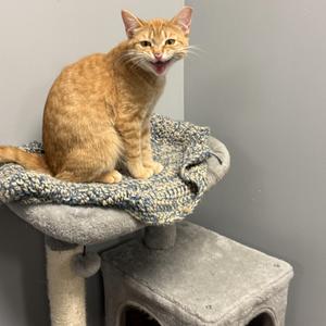 Amber, young, available for adoption