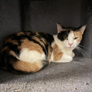 Enola, adult, available for adoption