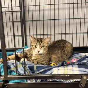 Charlie, young, available for adoption