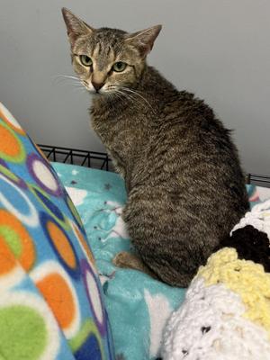 Misha, adult, available for adoption