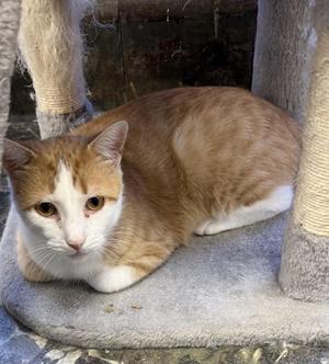 Elsa, adult, available for adoption