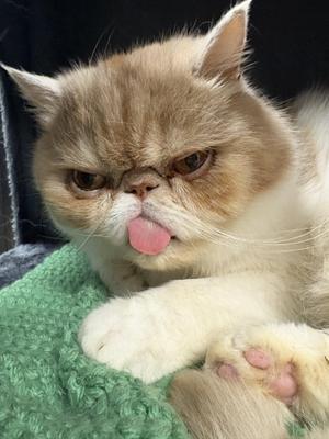 Castiel, senior, available for adoption