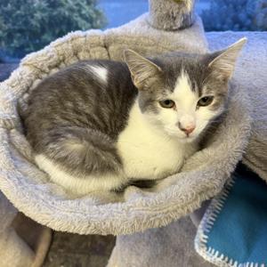 Opal, kitten, available for adoption
