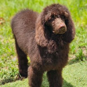 Canela, Poodle, Standard, puppy, available for adoption