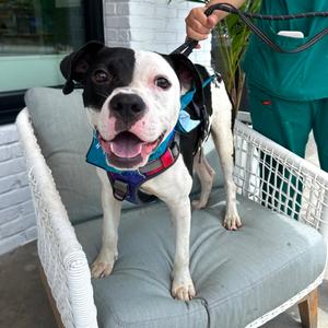 Chef, Terrier, Pit Bull, adult, available for adoption