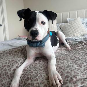 A black and white dog with floppy ears is lying on a bed with a leopard print blanket. The dog is wearing a blue collar and looking directly at the camera.