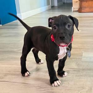 Almond, Terrier, American Pit Bull, puppy, available for adoption