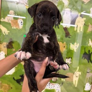 Aston, Catahoula Leopard Dog, puppy, available for adoption