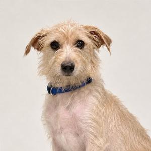 A light-colored dog with a blue collar