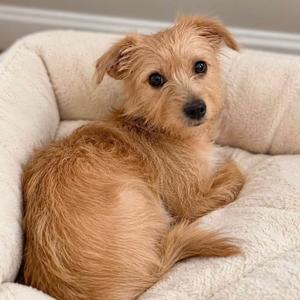 Atticus HW+, Chihuahua, adult, available for adoption